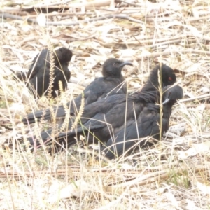 Corcorax melanorhamphos at Red Hill Nature Reserve - 3 Feb 2018 01:24 PM