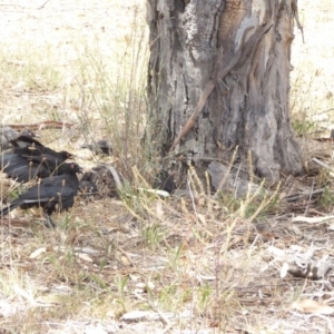 Corcorax melanorhamphos at Red Hill Nature Reserve - 3 Feb 2018 01:24 PM