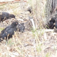 Corcorax melanorhamphos at Red Hill Nature Reserve - 3 Feb 2018 01:24 PM