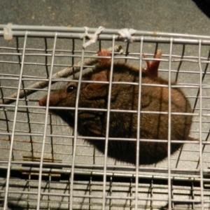 Antechinus flavipes at Nanima, NSW - 9 Aug 2015 09:11 AM