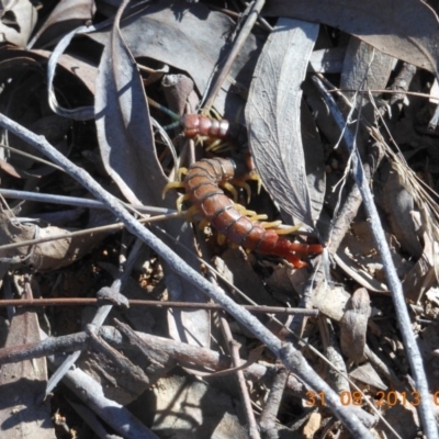 Cormocephalus aurantiipes (Orange-legged Centipede) at Nanima, NSW - 31 Aug 2013 by 81mv