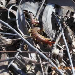 Cormocephalus aurantiipes (Orange-legged Centipede) at Nanima, NSW - 30 Aug 2013 by 81mv