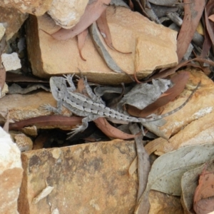 Amphibolurus muricatus at Nanima, NSW - 29 Nov 2014 06:16 PM