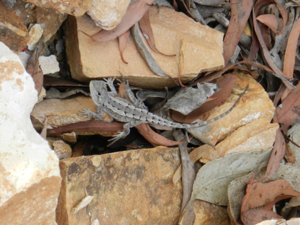 Amphibolurus muricatus at Nanima, NSW - 29 Nov 2014