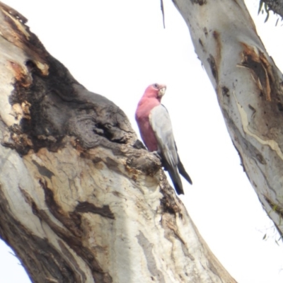 Eolophus roseicapilla (Galah) at Hughes, ACT - 22 Jan 2018 by JackyF