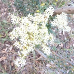 Bursaria spinosa (Native Blackthorn, Sweet Bursaria) at Red Hill Nature Reserve - 2 Feb 2018 by JackyF