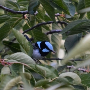 Malurus cyaneus at Hughes, ACT - 2 Feb 2018 07:06 PM