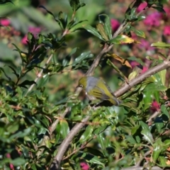 Zosterops lateralis (Silvereye) at Hughes, ACT - 11 Apr 2016 by JackyF