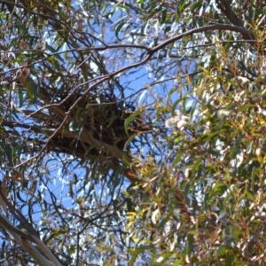 Gymnorhina tibicen at Deakin, ACT - 15 Oct 2017