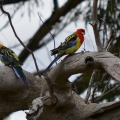 Platycercus eximius (Eastern Rosella) at Hughes, ACT - 8 Jan 2018 by JackyF