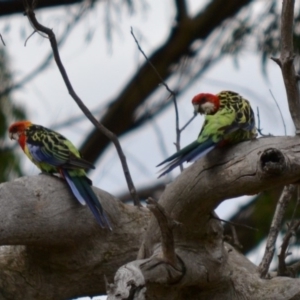 Platycercus eximius at Hughes, ACT - 8 Jan 2018 05:30 PM