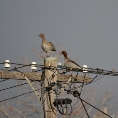 Chenonetta jubata (Australian Wood Duck) at Hughes, ACT - 21 Jun 2014 by JackyF