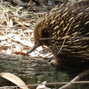 Tachyglossus aculeatus at Nanima, NSW - 31 Aug 2014