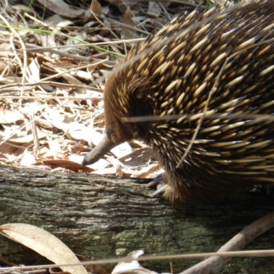 Tachyglossus aculeatus (Short-beaked Echidna) at Nanima, NSW - 31 Aug 2014 by 81mv