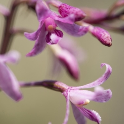 Dipodium roseum (Rosy Hyacinth Orchid) at Tennent, ACT - 2 Feb 2018 by GlenRyan
