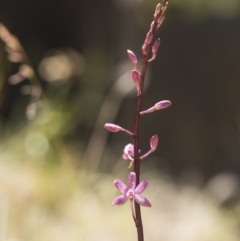 Dipodium roseum at Tennent, ACT - 2 Feb 2018