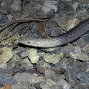 Lialis burtonis at Nanima, NSW - 18 Nov 2015 09:39 PM