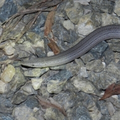 Lialis burtonis at Nanima, NSW - 18 Nov 2015 09:39 PM