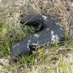 Tiliqua rugosa (Shingleback Lizard) at Nanima, NSW - 20 Oct 2013 by 81mv