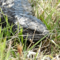 Tiliqua rugosa at Nanima, NSW - 20 Oct 2013 11:44 AM