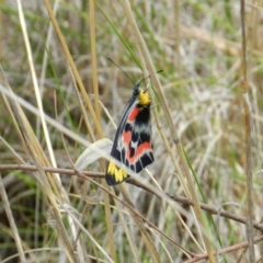 Delias harpalyce (Imperial Jezebel) at Nanima, NSW - 20 Oct 2013 by 81mv