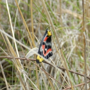 Delias harpalyce at Nanima, NSW - 20 Oct 2013