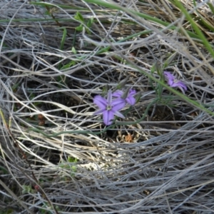 Thysanotus patersonii at Nanima, NSW - 13 Oct 2013 11:07 AM