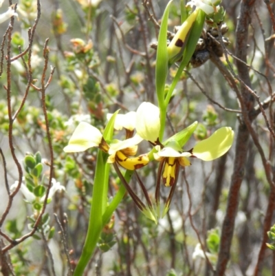 Diuris sulphurea (Tiger Orchid) at Nanima, NSW - 20 Oct 2013 by 81mv