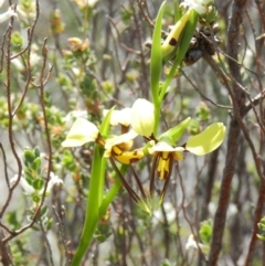 Diuris sulphurea (Tiger orchid) at Nanima, NSW - 19 Oct 2013 by 81mv
