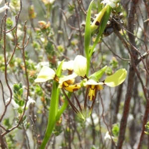 Diuris sulphurea at Nanima, NSW - 20 Oct 2013