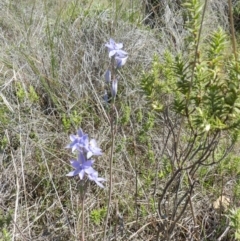 Thelymitra (Genus) (Sun Orchid) at Nanima, NSW - 20 Oct 2013 by 81mv