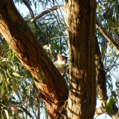 Pseudocheirus peregrinus (Common Ringtail Possum) at Nanima, NSW - 8 Feb 2013 by 81mv