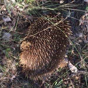 Tachyglossus aculeatus at Deakin, ACT - 3 Feb 2018 06:02 PM