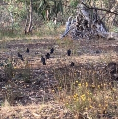 Corcorax melanorhamphos (White-winged Chough) at Red Hill to Yarralumla Creek - 3 Feb 2018 by KL