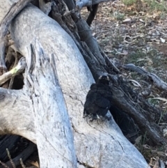 Corcorax melanorhamphos at Hughes, ACT - 3 Feb 2018 06:41 PM