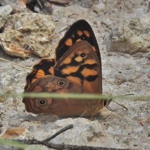 Heteronympha paradelpha at Cotter River, ACT - 1 Feb 2018 12:44 PM