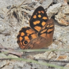 Heteronympha paradelpha at Cotter River, ACT - 1 Feb 2018 12:44 PM