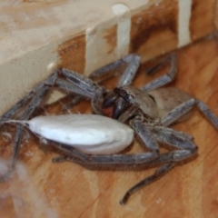 Isopeda (genus) (Huntsman Spider) at Aranda, ACT - 31 Dec 2014 by KMcCue