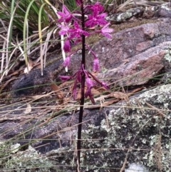 Dipodium punctatum (Blotched Hyacinth Orchid) at Booth, ACT - 1 Feb 2018 by KMcCue