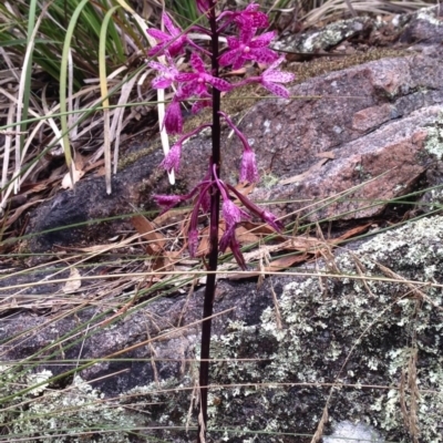 Dipodium punctatum (Blotched Hyacinth Orchid) at Booth, ACT - 1 Feb 2018 by KMcCue