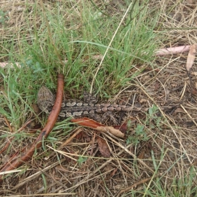 Amphibolurus muricatus (Jacky Lizard) at Bumbalong, NSW - 12 Feb 2017 by AdamatBumbalong