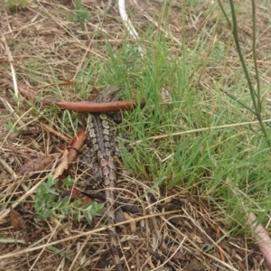 Amphibolurus muricatus at Bumbalong, NSW - 12 Feb 2017