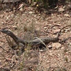 Varanus rosenbergi (Heath or Rosenberg's Monitor) at Bumbalong, NSW - 18 Feb 2017 by Ad