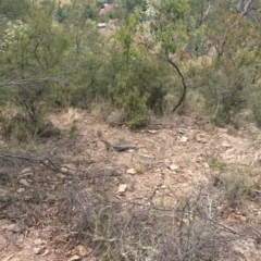 Varanus rosenbergi at Bumbalong, NSW - 18 Feb 2017