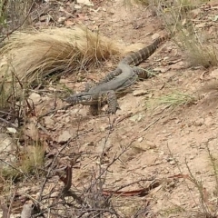 Varanus rosenbergi at Bumbalong, NSW - 18 Feb 2017