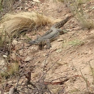 Varanus rosenbergi at Bumbalong, NSW - 18 Feb 2017