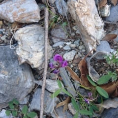 Glycine tabacina (Variable Glycine) at Bumbalong, NSW - 24 Apr 2017 by Ad