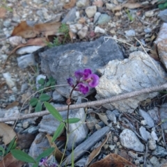 Glycine tabacina at Bumbalong, NSW - 24 Apr 2017 04:14 PM