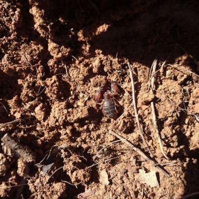 Urodacus manicatus (Black Rock Scorpion) at Bumbalong, NSW - 13 Aug 2017 by Adam at Bumbalong