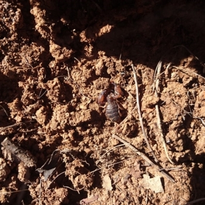 Urodacus manicatus (Black Rock Scorpion) at Bumbalong, NSW - 13 Aug 2017 by Ad